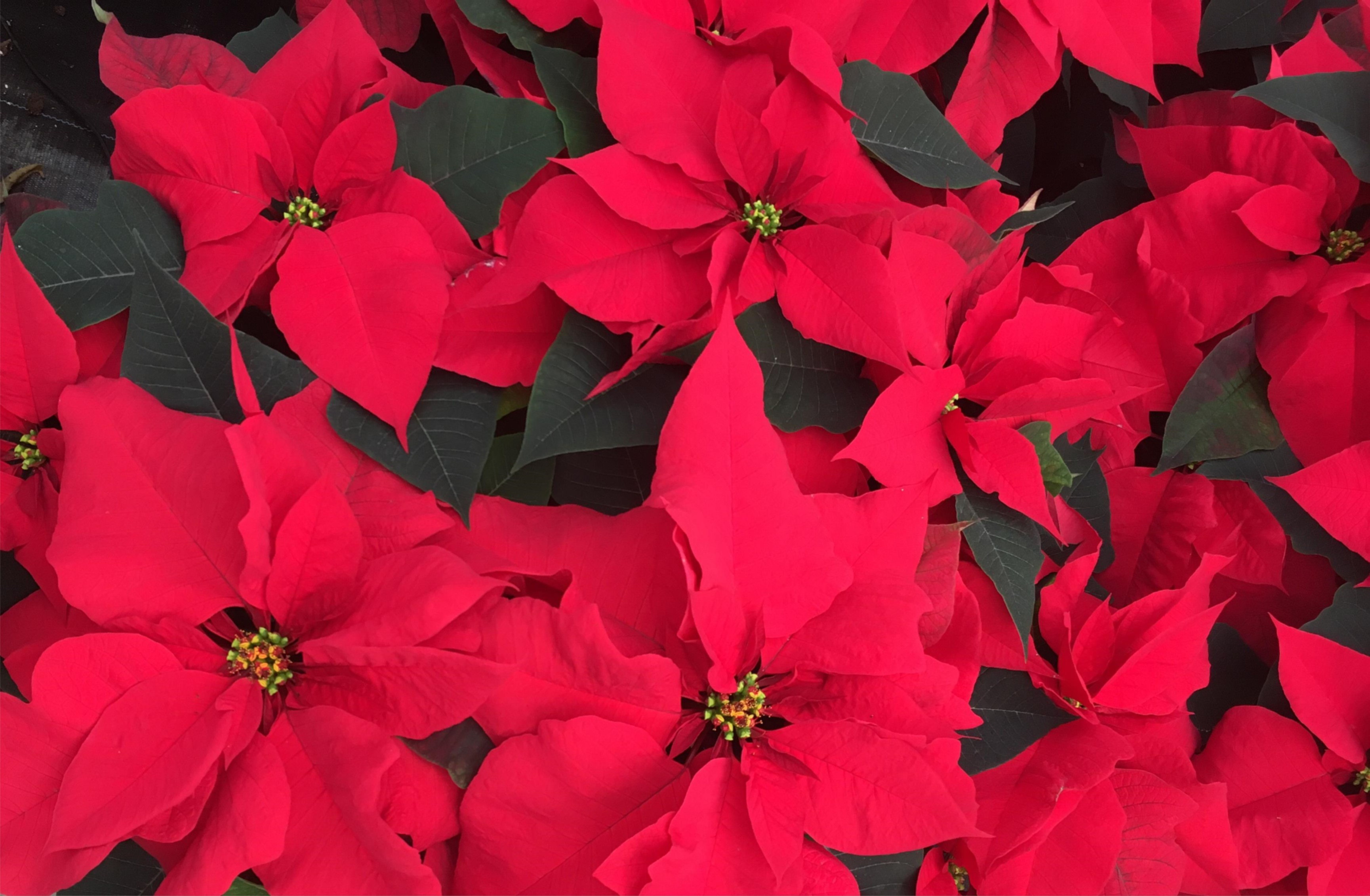 Poinsettias & Holiday Flowers – Michael's Greenhouses