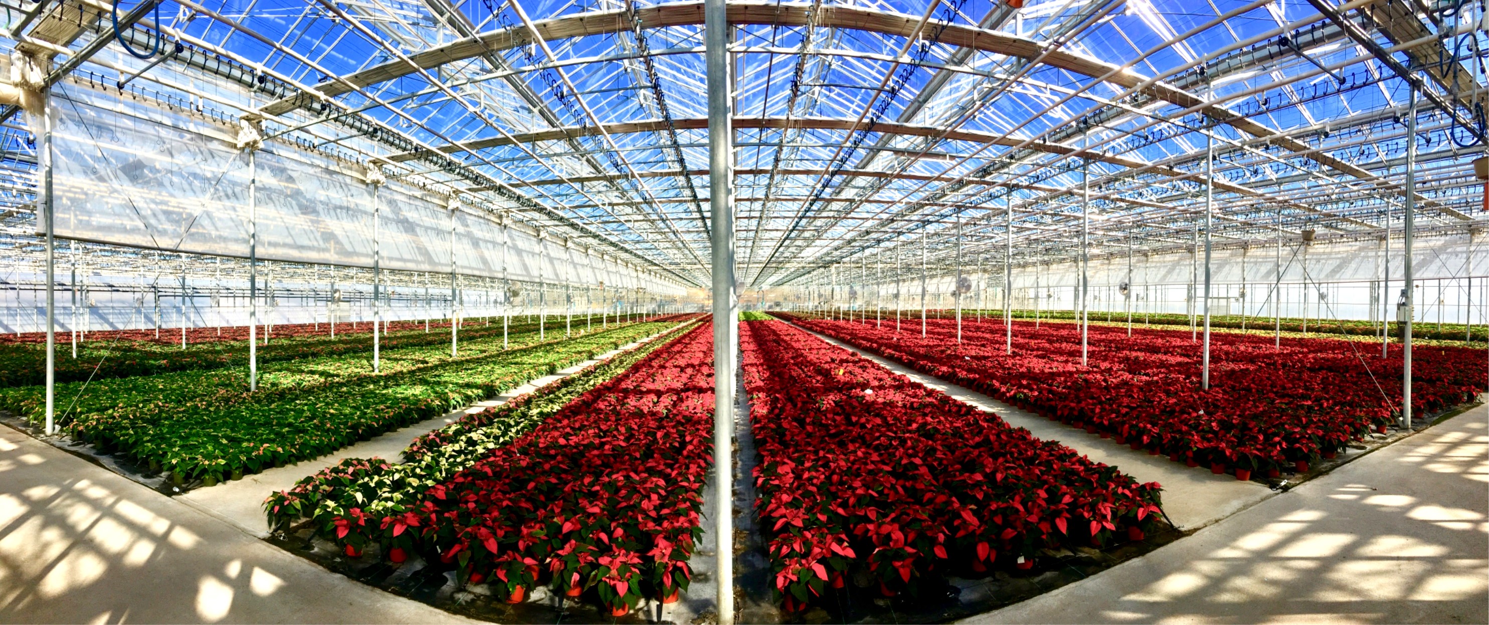 Greenhouse Армения роза