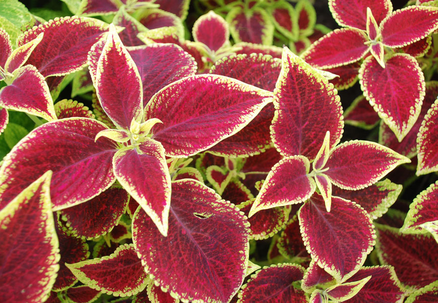 Coleus Scarlet Michaels Greenhouses