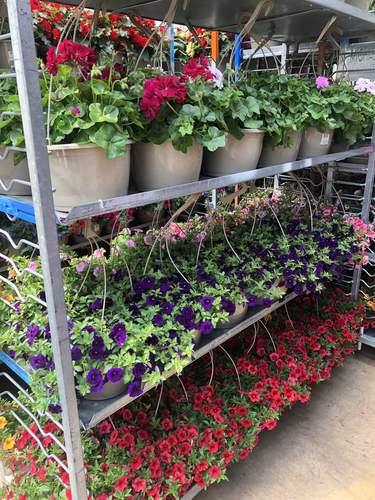 10″ Hanging Basket Michael's Greenhouses