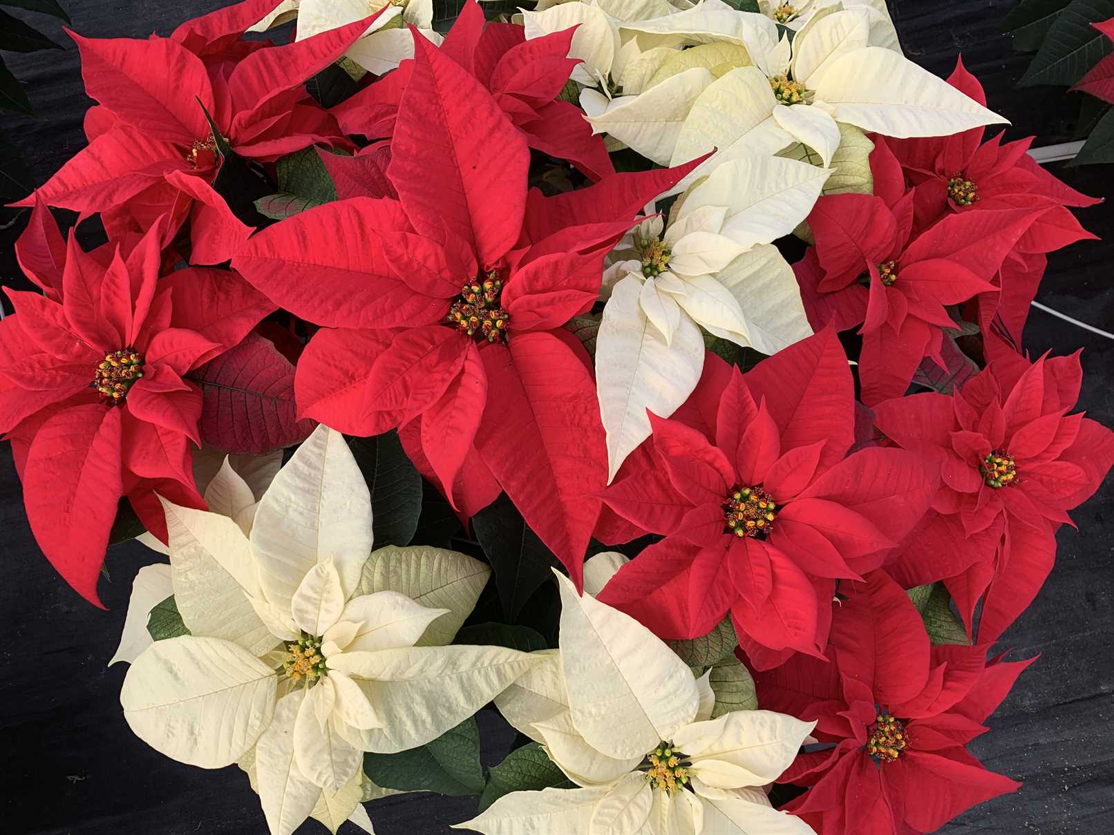 10″ Poinsettia – Michael's Greenhouses