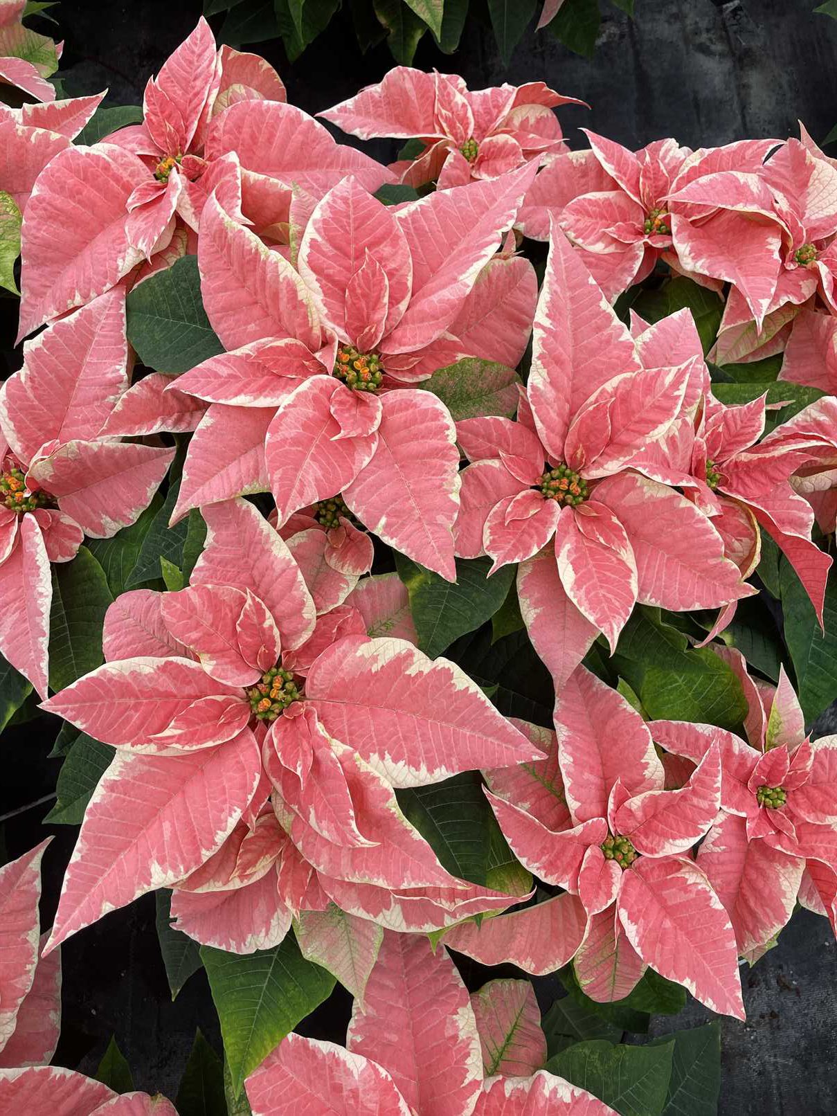 Poinsettias & Holiday Greens – Michael's Greenhouses