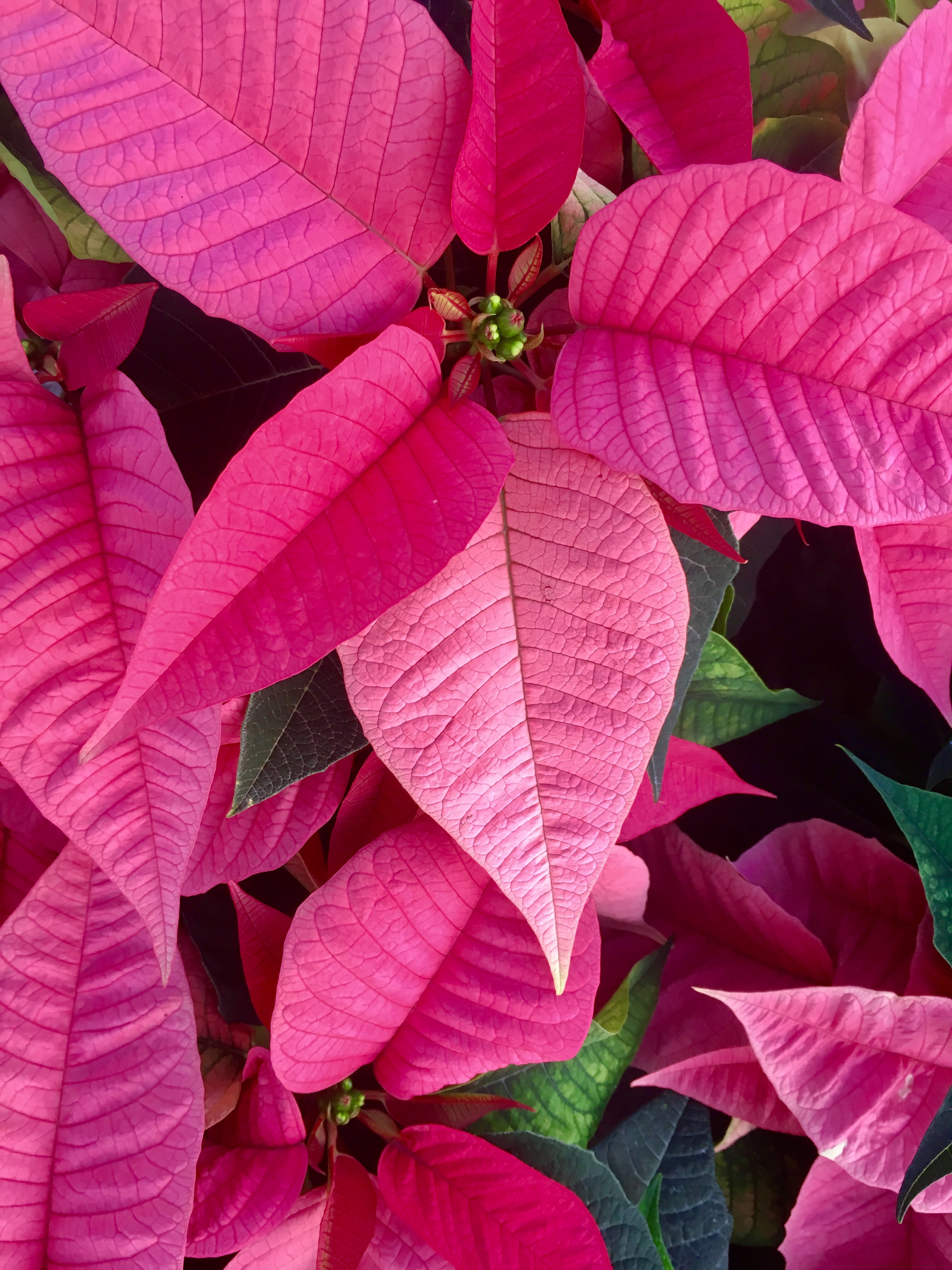 Poinsettias & Holiday Flowers – Michael's Greenhouses