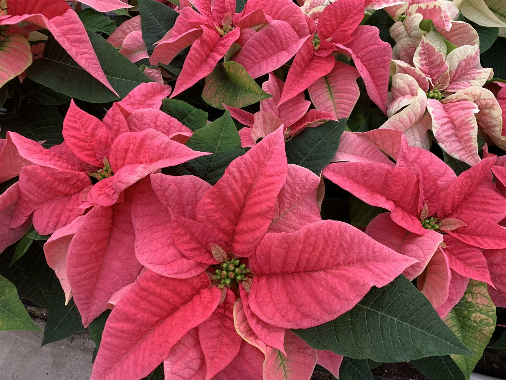 Poinsettia Varieties & Sizes – Michael's Greenhouses